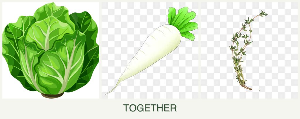 Can you plant lettuce, radishes and thyme together?