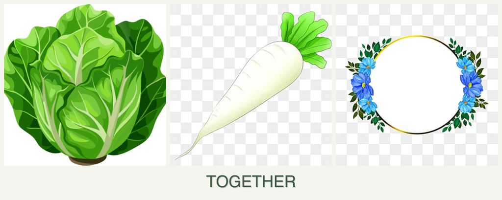 Can you plant lettuce, radishes and zinnias together?
