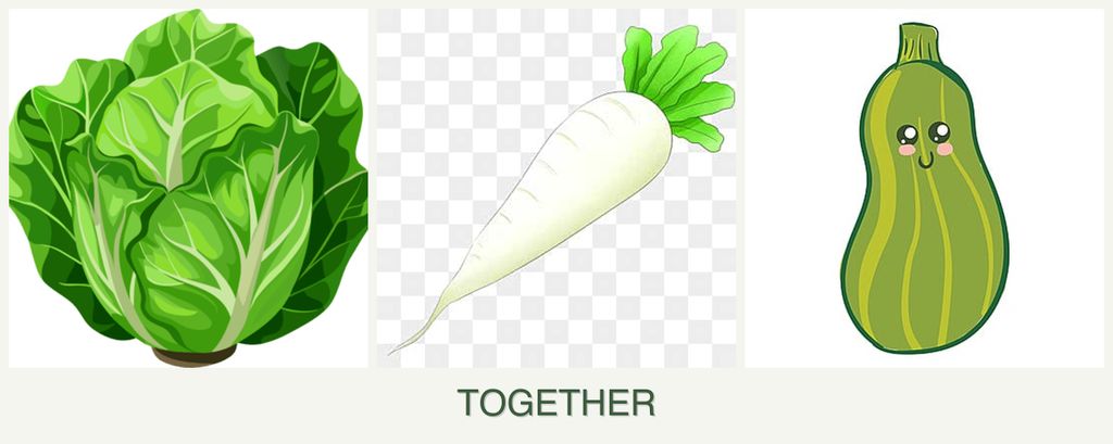 Can you plant lettuce, radishes and zucchini together?