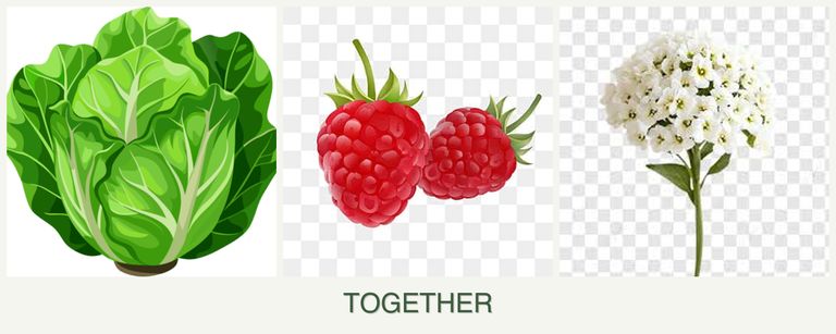 Can you plant lettuce, raspberries and alyssum together?
