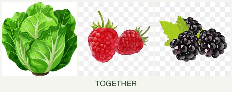 Can you plant lettuce, raspberries and blackberries together?