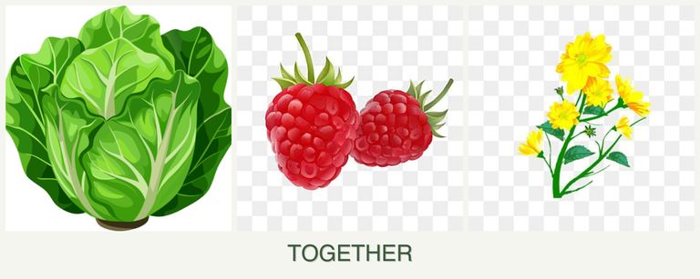 Can you plant lettuce, raspberries and calendula together?