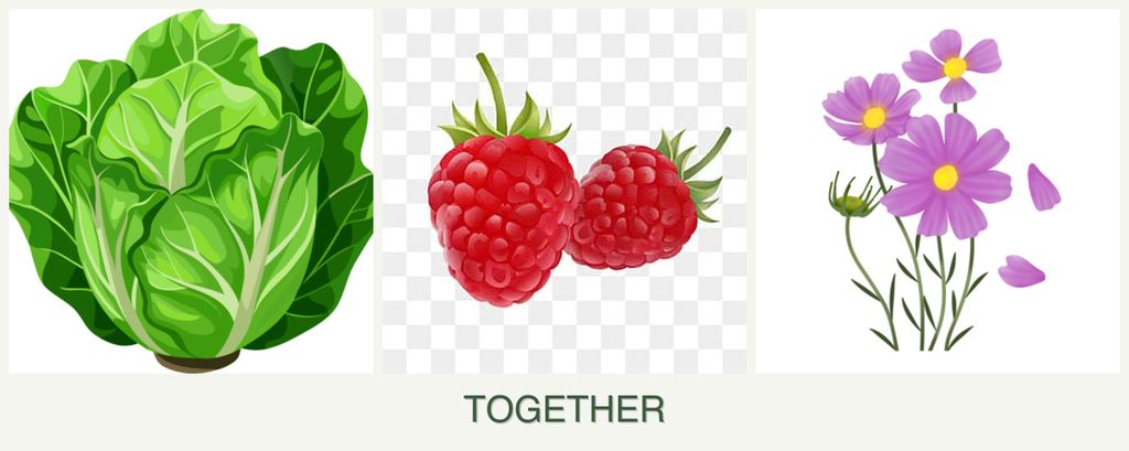 Can you plant lettuce, raspberries and cosmos together?