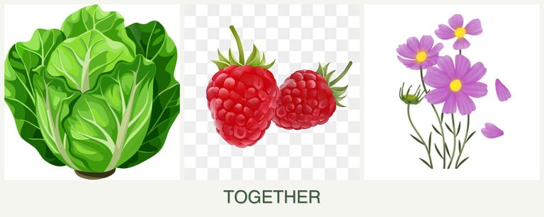 Can you plant lettuce, raspberries and cosmos together?