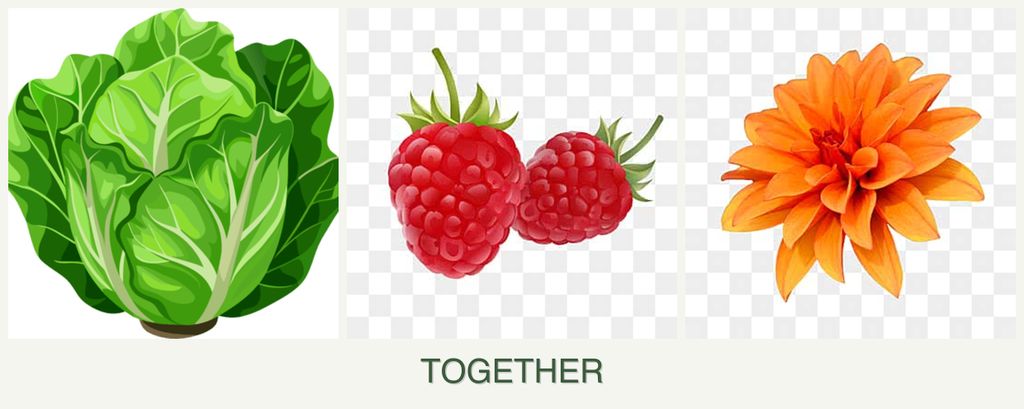 Can you plant lettuce, raspberries and dahlias together?