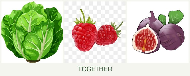 Can you plant lettuce, raspberries and figs together?