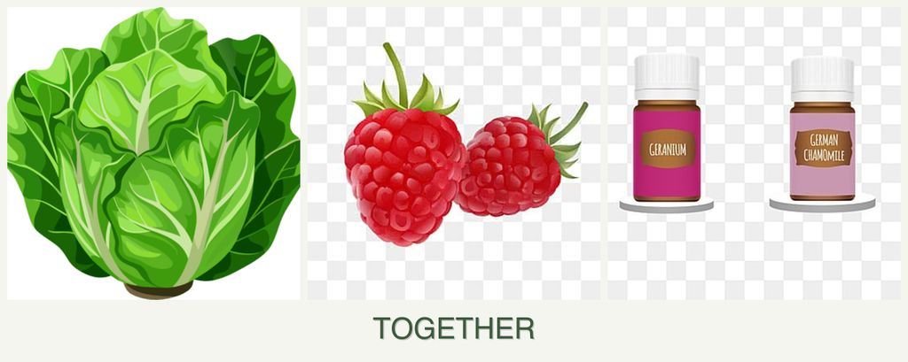 Can you plant lettuce, raspberries and geraniums together?
