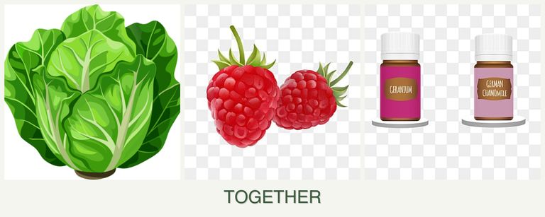 Can you plant lettuce, raspberries and geraniums together?