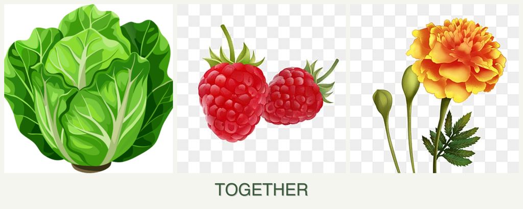 Can you plant lettuce, raspberries and marigolds together?