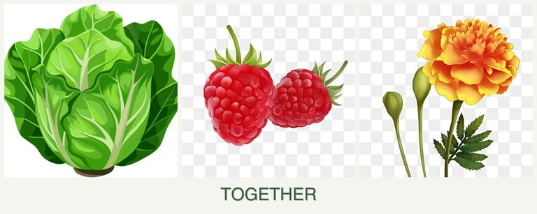 Can you plant lettuce, raspberries and marigolds together?