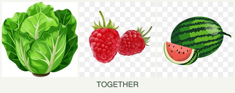 Can you plant lettuce, raspberries and melons together?