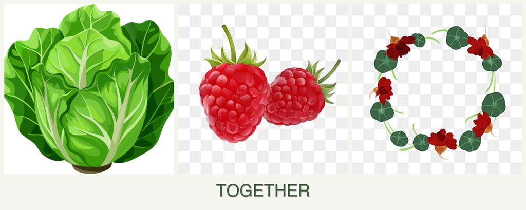 Can you plant lettuce, raspberries and nasturtiums together?