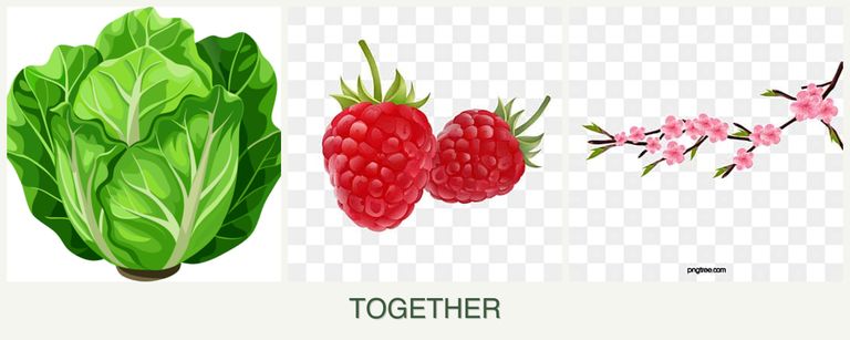 Can you plant lettuce, raspberries and peaches together?
