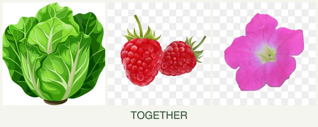 Can you plant lettuce, raspberries and petunias together?