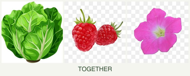 Can you plant lettuce, raspberries and petunias together?