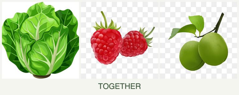 Can you plant lettuce, raspberries and plums together?
