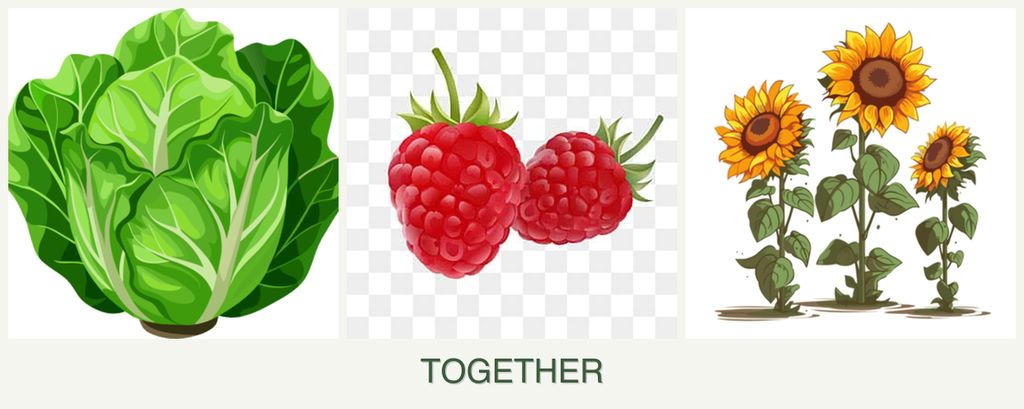 Can you plant lettuce, raspberries and sunflowers together?