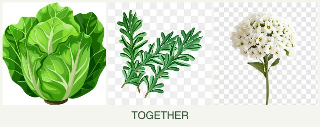 Can you plant lettuce, rosemary and alyssum together?