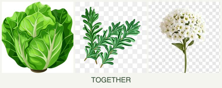 Can you plant lettuce, rosemary and alyssum together?