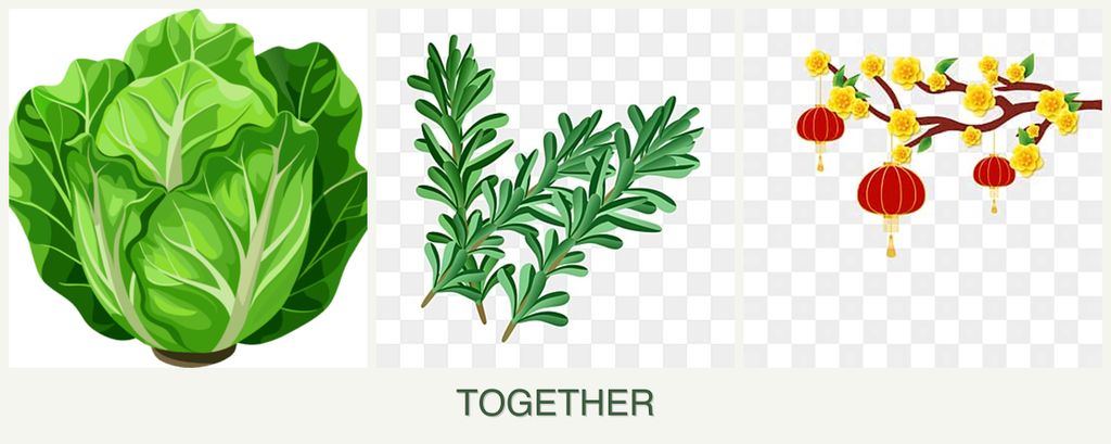 Can you plant lettuce, rosemary and apricots together?