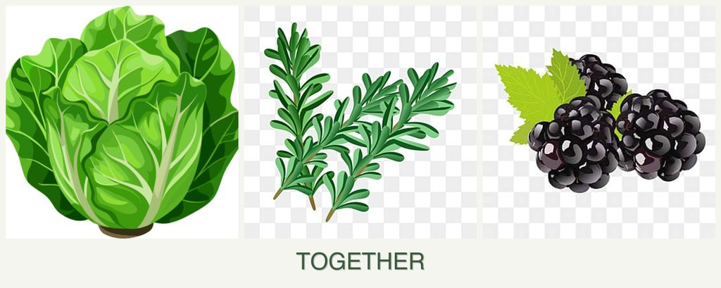 Can you plant lettuce, rosemary and blackberries together?