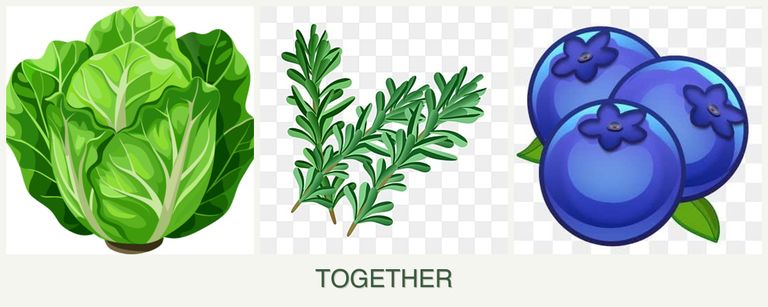 Can you plant lettuce, rosemary and blueberries together?