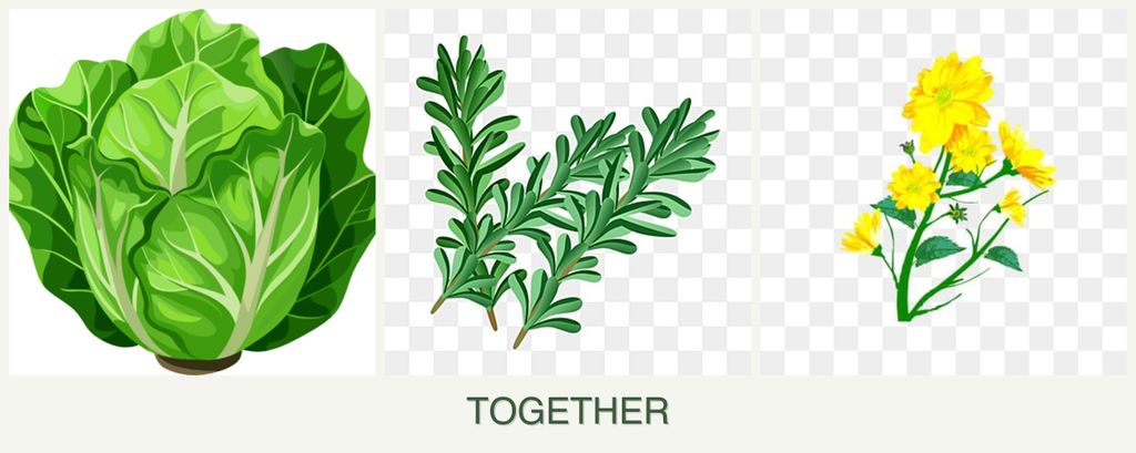 Can you plant lettuce, rosemary and calendula together?