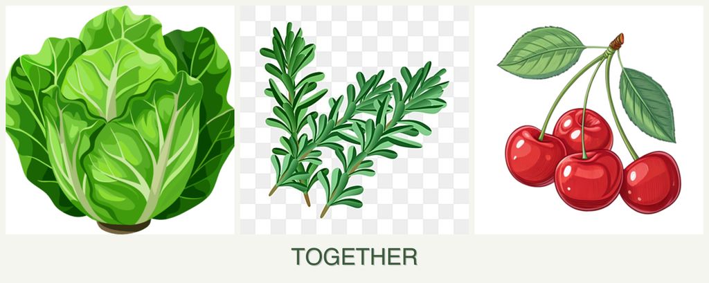 Can you plant lettuce, rosemary and cherries together?
