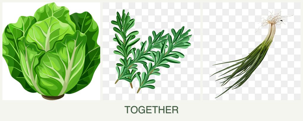 Can you plant lettuce, rosemary and chives together?