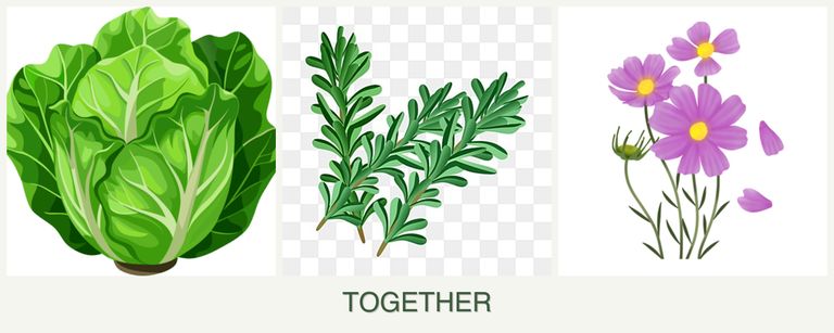 Can you plant lettuce, rosemary and cosmos together?