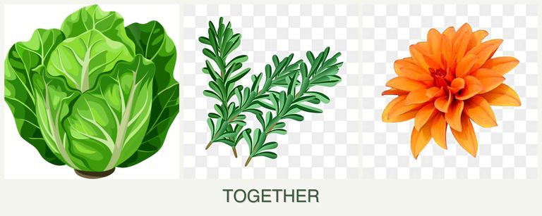 Can you plant lettuce, rosemary and dahlias together?
