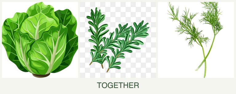 Can you plant lettuce, rosemary and dill together?