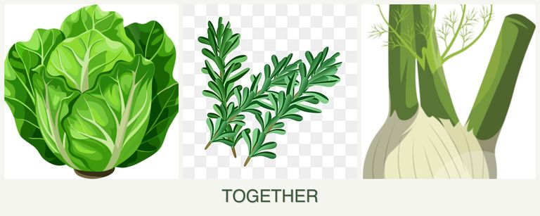 Can you plant lettuce, rosemary and fennel together?