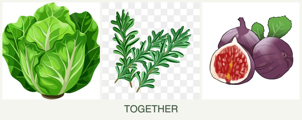 Can you plant lettuce, rosemary and figs together?