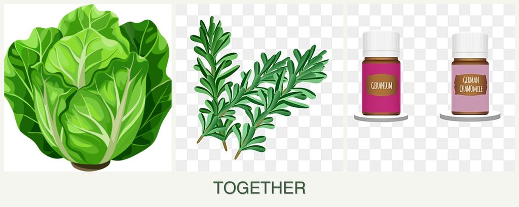 Can you plant lettuce, rosemary and geraniums together?