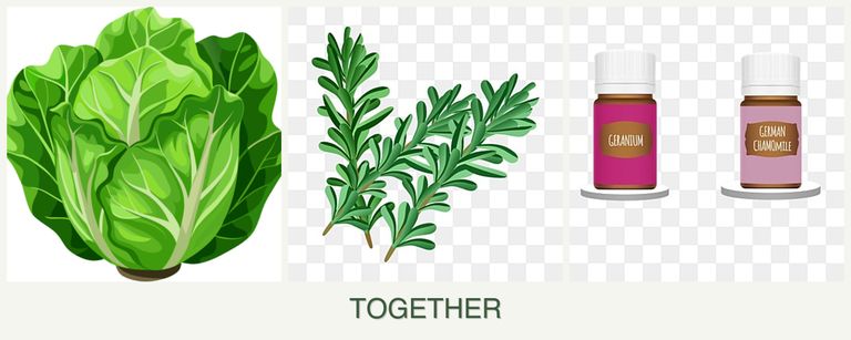 Can you plant lettuce, rosemary and geraniums together?