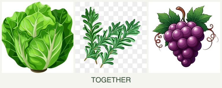 Can you plant lettuce, rosemary and grapes together?