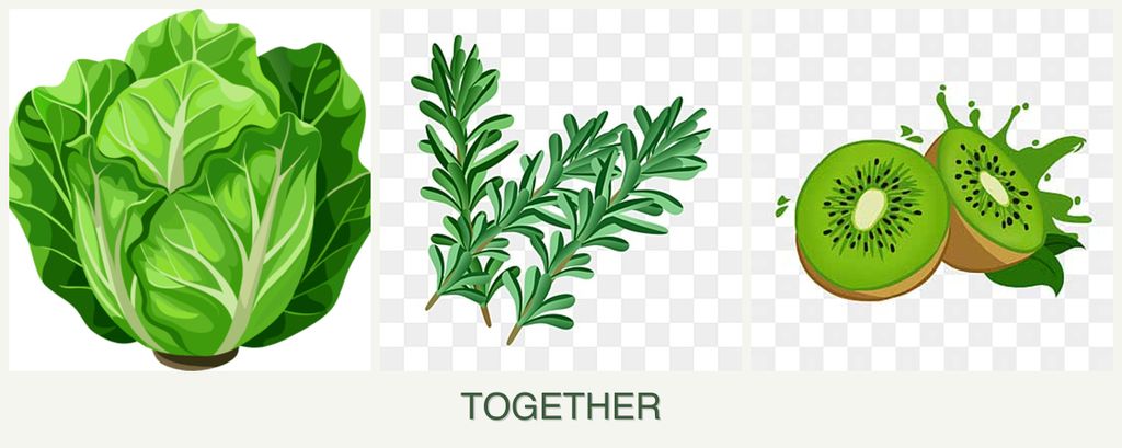 Can you plant lettuce, rosemary and kiwi together?