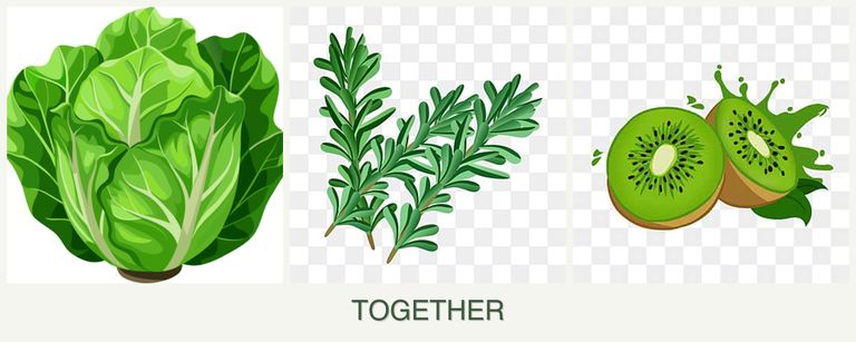 Can you plant lettuce, rosemary and kiwi together?
