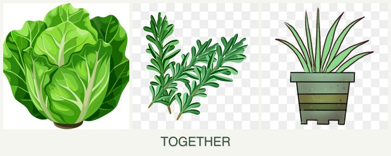 Can you plant lettuce, rosemary and lemongrass together?