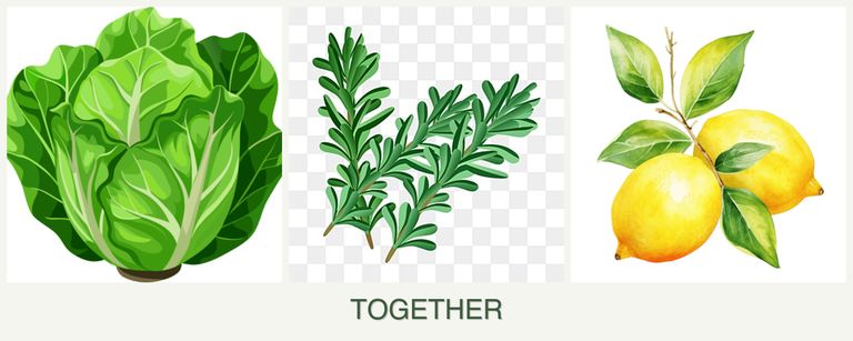 Can you plant lettuce, rosemary and lemons together?
