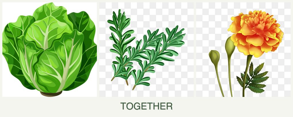 Can you plant lettuce, rosemary and marigolds together?