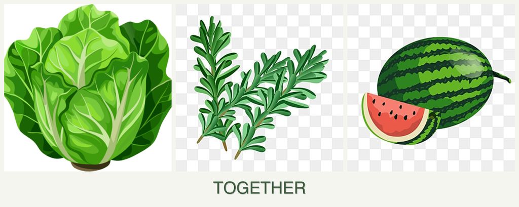Can you plant lettuce, rosemary and melons together?