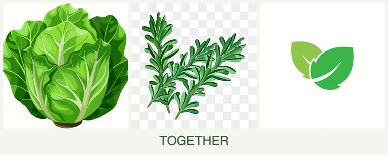Can you plant lettuce, rosemary and mint together?