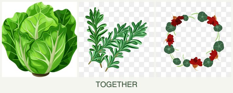 Can you plant lettuce, rosemary and nasturtiums together?