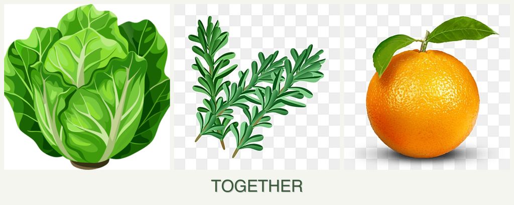 Can you plant lettuce, rosemary and oranges together?