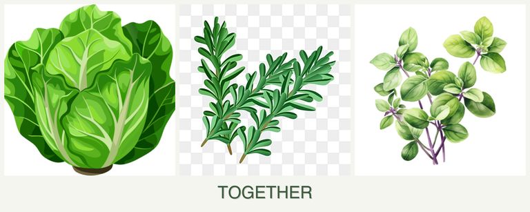 Can you plant lettuce, rosemary and oregano together?