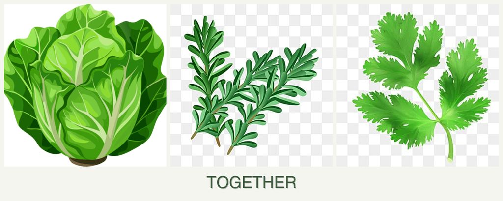 Can you plant lettuce, rosemary and parsley together?