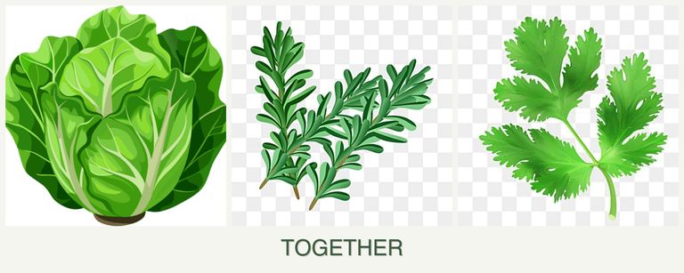 Can you plant lettuce, rosemary and parsley together?