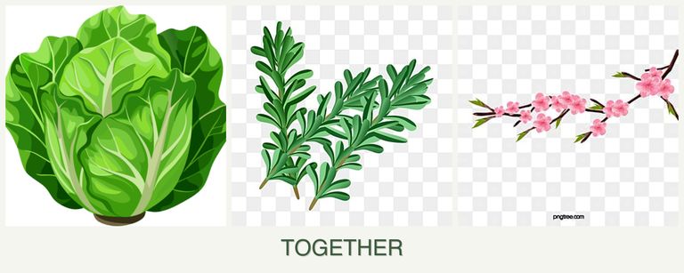 Can you plant lettuce, rosemary and peaches together?